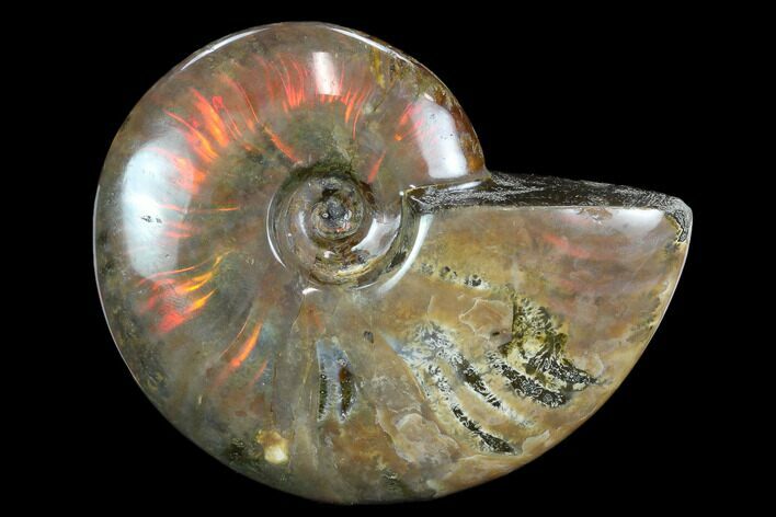 Flashy Red Iridescent Ammonite - Wide #127935